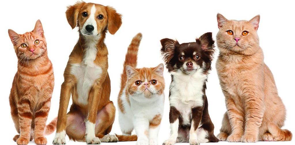 Доска объявлений о животных | ЗооТом - продажа, вязка и услуги для животных в Лакинске