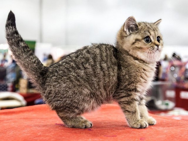 Породы кошек в Лакинске | ЗооТом портал о животных