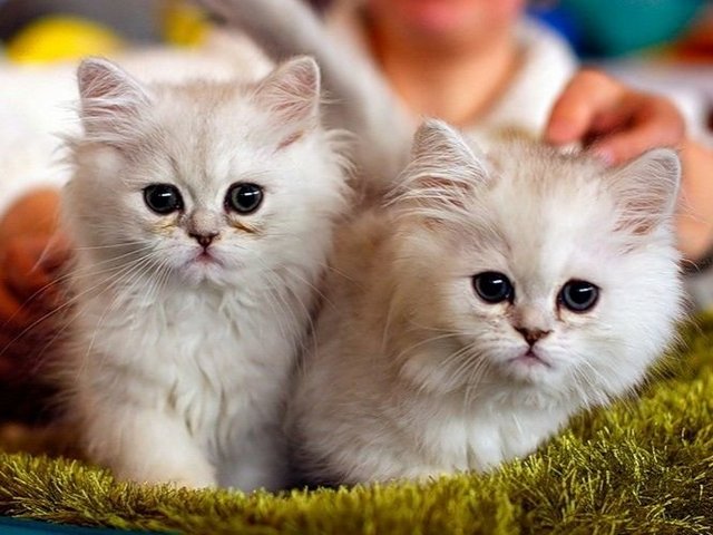 Породы кошек в Лакинске | ЗооТом портал о животных