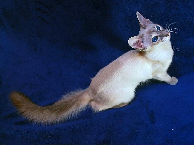 Выведенные породы кошек в Лакинске | ЗооТом портал о животных