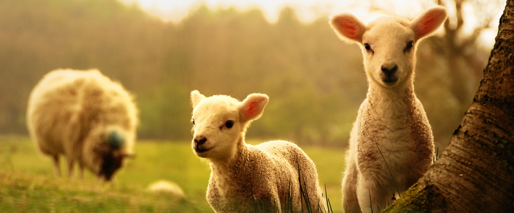 Объявления о сельскохозяйственных животных | ЗооТом - продажа, вязка и услуги для животных в Лакинске