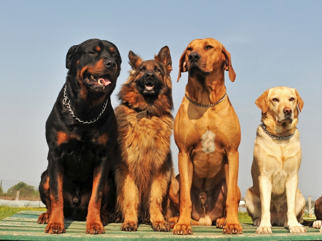 Крупные породы собак в Лакинске | ЗооТом портал о животных