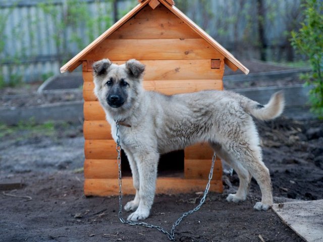 Все о собаках в Лакинске Все о собаках в Лакинске